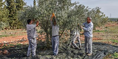 Kepez’den zeytin hasadı
