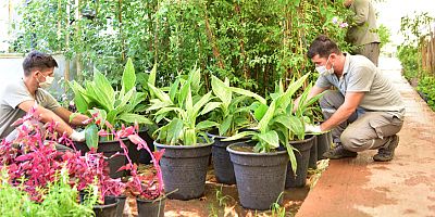 Kepez, ilçeyi kendi yetiştirdiği bitkilerle güzelleştiriyor