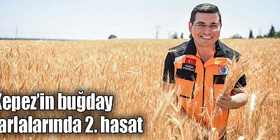 Kepez’in buğday tarlalarında 2. hasat