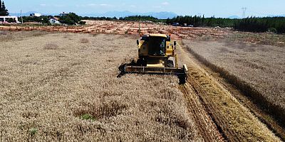 Kepez’in buğday tarlalarında hasat sevinci