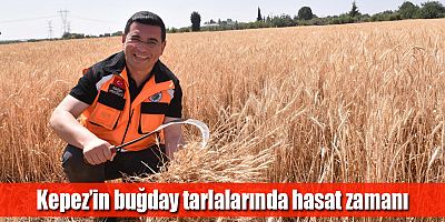 Kepez’in buğday tarlalarında hasat zamanı