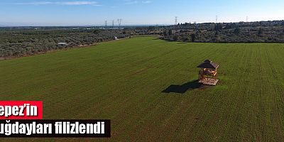 Kepez’in buğdayları filizlendi