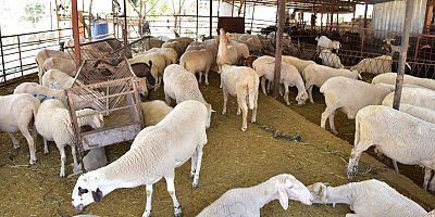 Kepez’in kurban pazarları hazır