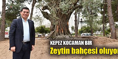Kepez kocaman bir zeytin bahçesi oluyor