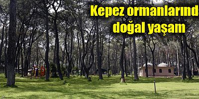 Kepez ormanlarında doğal yaşam