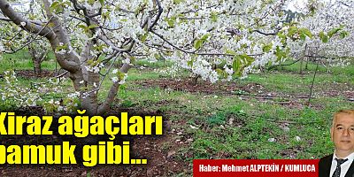 Kiraz ağaçları pamuk gibi...