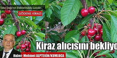 Kiraz alıcısını bekliyor