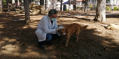 Kırsal bölgelerdeki sokak hayvanları aşılanıp kısırlaştırılıyor