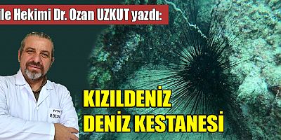 KIZILDENİZ DENİZ KESTANESİ