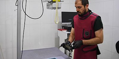Konyaaltı Belediyesi minik kargaya şifa oldu