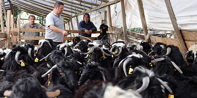 Konyaaltı Belediyesi’nden hayvan üreticilerine ilaçlama desteği