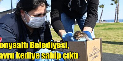 Konyaaltı Belediyesi, yavru kediye sahip çıktı 