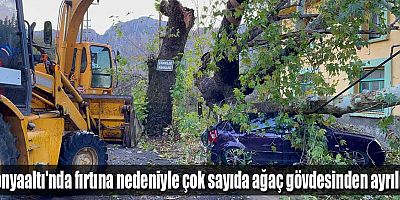 Konyaaltı'nda fırtına nedeniyle çok sayıda ağaç gövdesinden ayrıldı