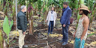 Konyaaltı'nda ilk kez kurulan muz serasında muz üretimi başladı
