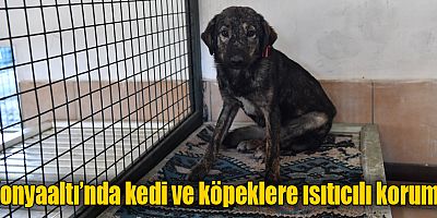 Konyaaltı’nda kedi ve köpeklere ısıtıcılı koruma