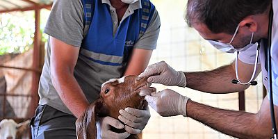 Konyaaltı'ndaki hayvan yetiştiricilerine ilaçlama desteği
