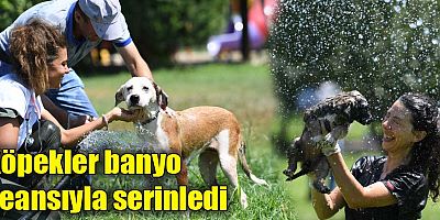 Köpekler banyo seansıyla serinledi