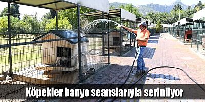 Köpekler banyo seanslarıyla serinliyor
