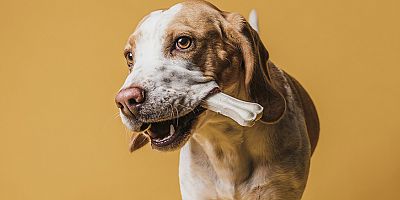 “Köpeklere Kemik Yedirmeyin!”