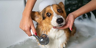 Köpekleri Sık Yıkamak Mantar Enfeksiyonuna Davetiye Çıkarıyor!