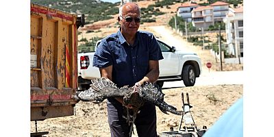 Korkuteli’nde hindi dağıtıldı