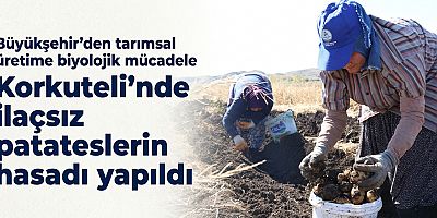 Korkuteli’nde ilaçsız patateslerin hasadı yapıldı