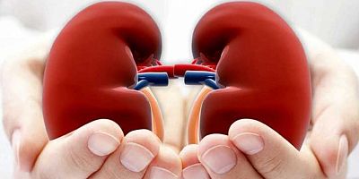 Kronik Hastalıklarınız Varsa Düzenli Böbrek Kontrolü Yaptırmayı İhmal Etmeyin