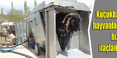 Küçükbaş hayvanlara hızlı ilaçlama