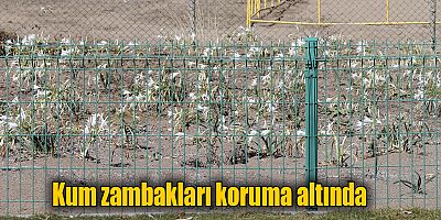 Kum zambakları koruma altında