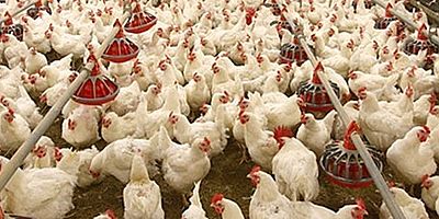Kümes hayvancılığı üretim verileri açıklandı