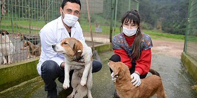 Kumluca Belediyesi can dostlar için sıcak yuva olmaya devam ediyor