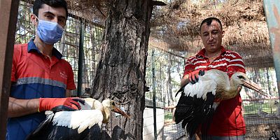 Kumluca Belediyesi sahip çıktığı leylekleri doğaya bıraktı