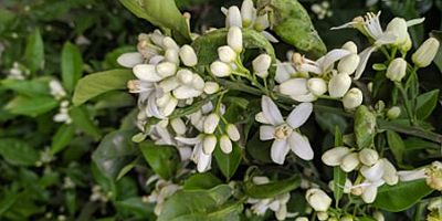 Kumluca çiçek kokuyor