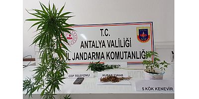 Kumluca'da bir evin çatısında kenevir ele geçirildi