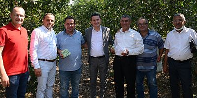 Kumluca'da faydalı böcekler iş başında…