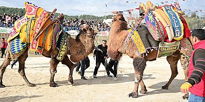 Kumluca’da Geleneksel Deve Gösterisi Nefes Kesti