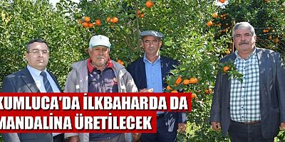 Kumluca'da ilkbaharda da mandalina üretilecek