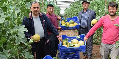 Kumluca'da kavun hasadı başladı