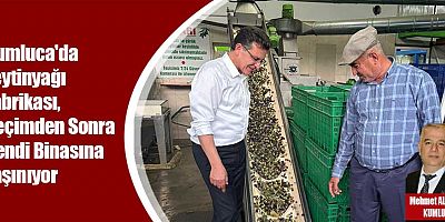 Kumluca'da Zeytinyağı Fabrikası, Seçimden Sonra Kendi Binasına Taşınıyor