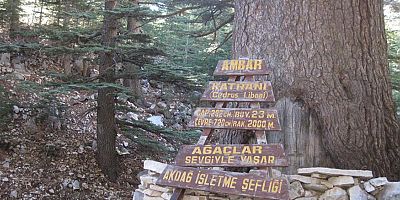 Kumluca'nın tarihi ağacı, Türkiye'nin en yaşlı ikinci ağacı olma özelliğiyle gurur veriyor