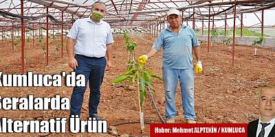 Kumluca seralarında tropik meyve dikimi başladı