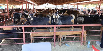 Kurban kesimi için randevu alma işlemi başladı