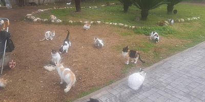 Kurnaz: Minik dostlarımız ölüme terk edilemez