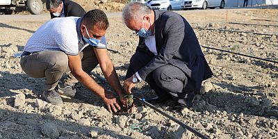 Kurşunlu mahallesine lavanta bahçesi