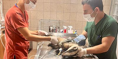 Kuzdere’de bulunan porsuk tedavi altına alındı