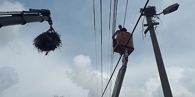 Leylekler koruma altında