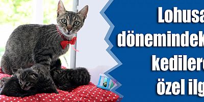 Lohusa dönemindeki kedilere özel ilgi