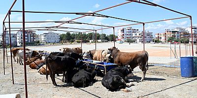 Manavgat Belediyesi Kurban Bayramı hazırlıklarını başlattı