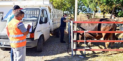 Manavgat Belediyesi'nden yangınzede vatandaşlara hayvan desteği