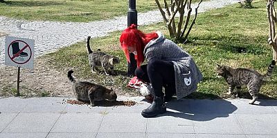 Manavgat Belediyesi sokak hayvanlarını unutmadı